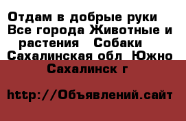 Отдам в добрые руки  - Все города Животные и растения » Собаки   . Сахалинская обл.,Южно-Сахалинск г.